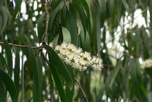 將圖片載入圖庫檢視器 Cajeput 白千層