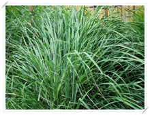 將圖片載入圖庫檢視器 Citronella 有機香茅精油 15ML