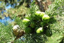 將圖片載入圖庫檢視器 Cypress 絲柏