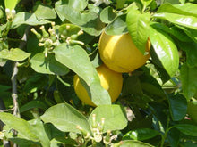 將圖片載入圖庫檢視器 Bergamot 有機佛手柑精油 15ML