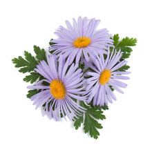 將圖片載入圖庫檢視器 Chamomile German Blue 德國藍洋甘菊